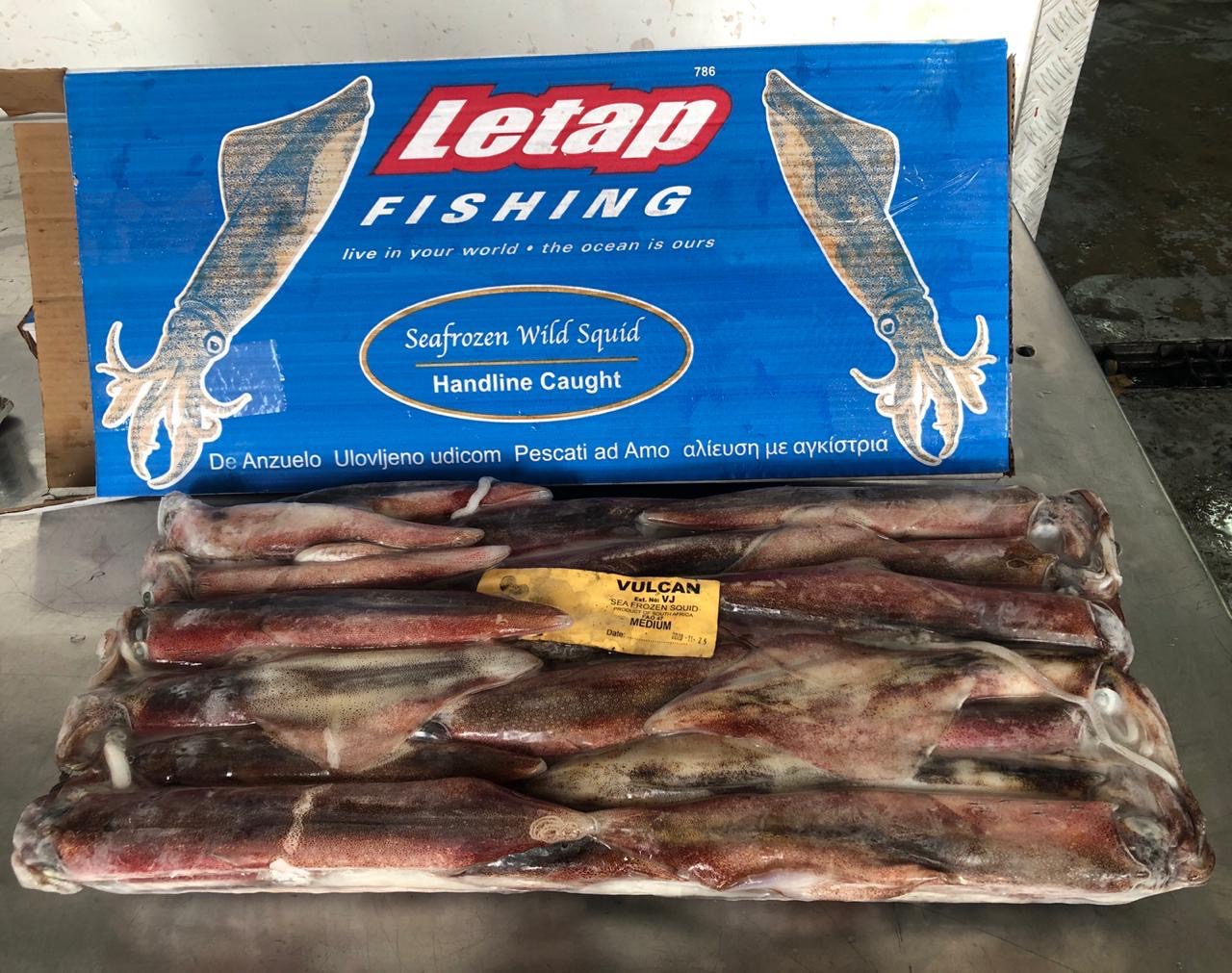 Chokka squid box Letap Fishing